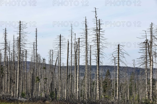 Dead spruce trees, due to infestation by bark beetles, Oderbrück, 19/07/2020