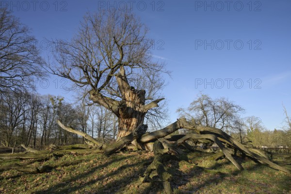 Thousand-year-old oak, natural monument in Sacrow Castle Park, Potsdam, Brandenburg, Germany,