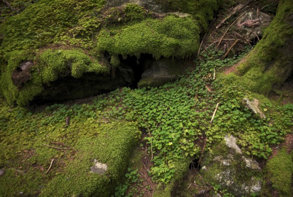 Clover leaves, clover, rock, tree trunk, roots, moss-covered, Taser Höhenweg, Schenna, Scena, South