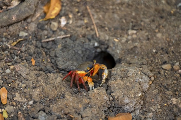Harlequin crab (Cardisoma armatum), Manuel Antonio National Park, Puntarenas district, Costa Rica,