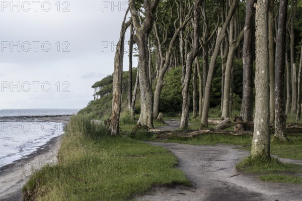 Beech forest (Fagus sylvatica), Ghost Forest Nienhagen, Mecklenburg-Western Pomerania, Germany,