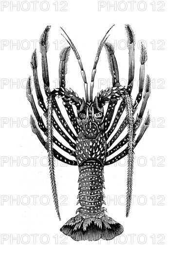 Caribbean langoustine, Palinurus argus, illustration from 1880, historical, digital reproduction of