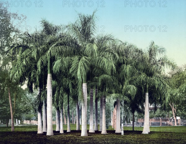 Cairo, Egypt, Sago palms at Esbekieh Garden, 1890, Historic, digitally restored reproduction from a