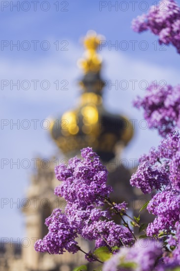 The lilacs bloom magnificently at the Zwinger moat, Dresden, Saxony, Germany, Europe