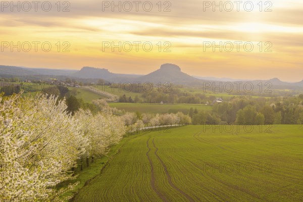 Spring in Saxon Switzerland, Altendorf, Saxony, Germany, Europe