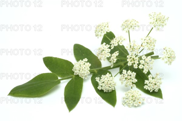 Vegetable, plant, food, agriculture, horticulture, flower and leaf of the sugar root, Sisum
