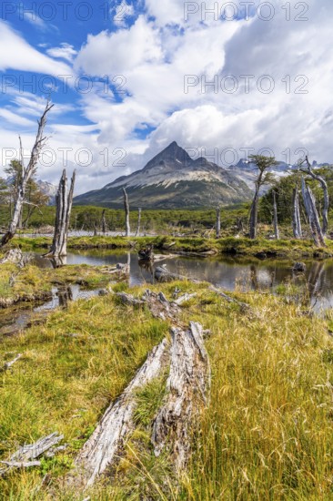 Swamp and dead trees on the way to Laguna Esmeralda, Tierra del Fuego Island, Patagonia, Argentina,