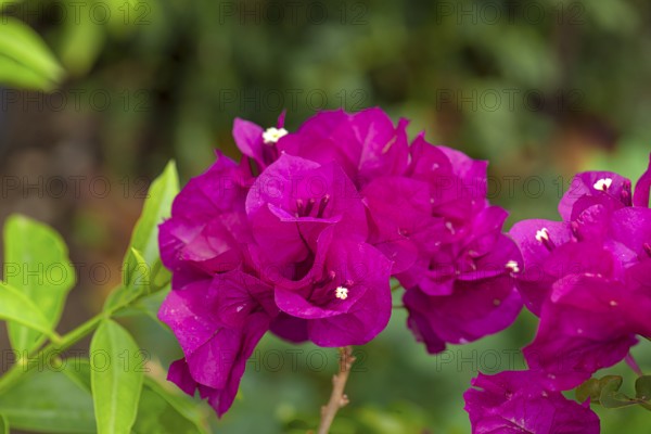 Flowering bougainvilleas (Bougainvillea), Botanical Garden, Erlangen, Middle Franconia, Bavaria,