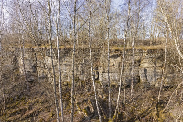 Rock face at an old disused limestone quarry with growing birch trees