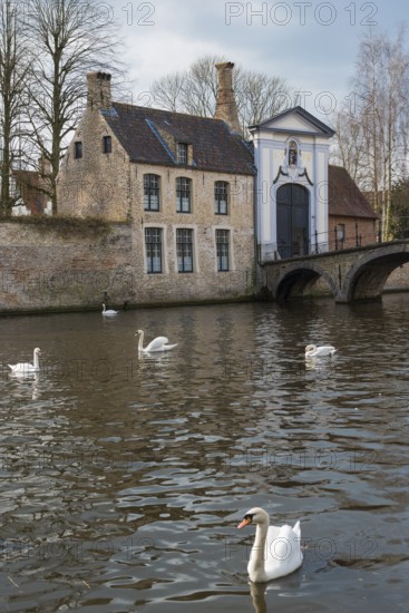 Swan on the Minnewater, city trip, UNESCO, religious, religion, old town, West Flanders, Flanders,