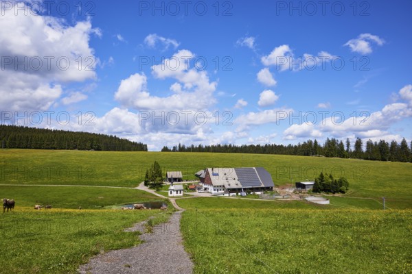 Path to a small farmstead in a landscape with meadows and forest under a blue sky with cumulus