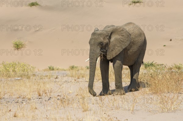 Desert elephant (Loxodonta africana) in front of a dune in the Huab dry river, Damaraland, Kunene