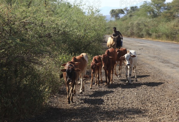 South Ethiopia, cows walking along the road to pasture, Ethiopia, Africa