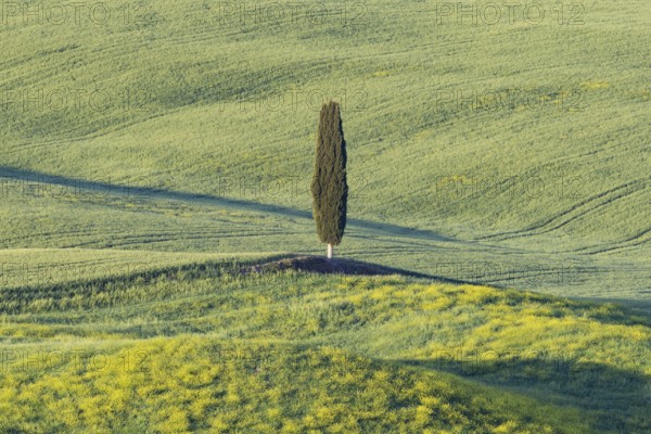Landscape at sunrise around Pienza, Val d'Orcia, Orcia Valley, UNESCO World Heritage Site, Province