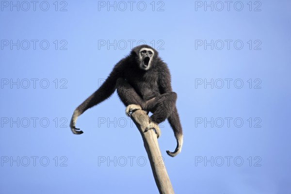 White-handed gibbon (Hylobates lar), Lar, adult, tree, calling
