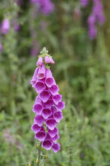 Common foxglove (Digitalis purpurea), flowers, close-up, from the plantain family, highly toxic,