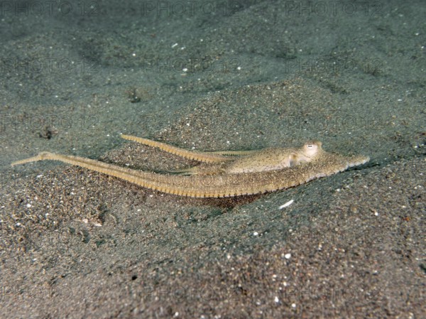 Flat lying marbled octopus (Amphioctopus aegina) with long tentacles on the sandy bottom, dive site