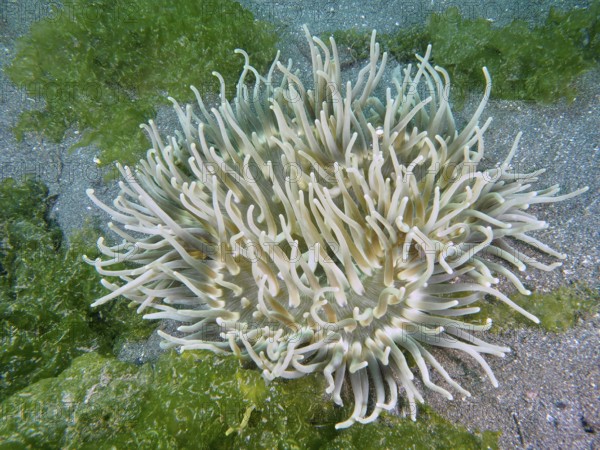 A sea anemone with long white tentacles, corkscrew anemone (Macrodactyla doreensis), surrounded by