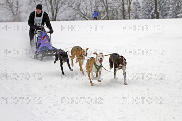 Sled dog race, Winterberg, Sauerland, North Rhine-Westphalia, Germany, snowy landscape, sled dogs,