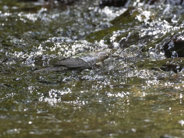 Common Dipper (Cinclus cinclus), adult bird walking through shallow water in a hill stream, with
