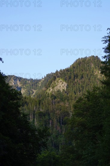 Mountain world near Kochel am See, August, Bavaria, Germany, Europe