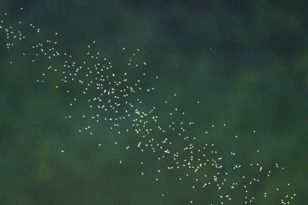 Mosquitoes in backlight with blurred green background, summer, Germany, Europe