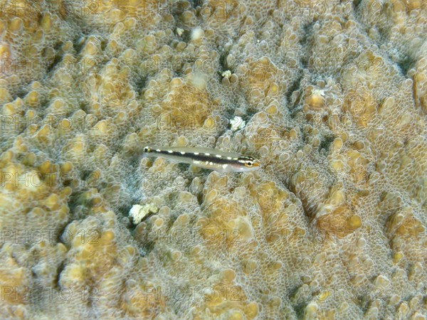 A small fish, yellow spotted dwarf goby (Eviota sebreei) on a stony coral, dive site Sweet Reef,