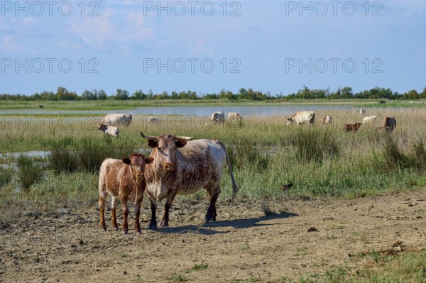Cows and calves, Longhorn and Spanish cattle, standing in a pasture near a body of water under a