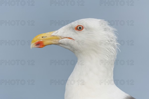 Lesser Black-backed Gull (Larus fuscus) portrait in a harbour on the Atlantic coast. Camaret,