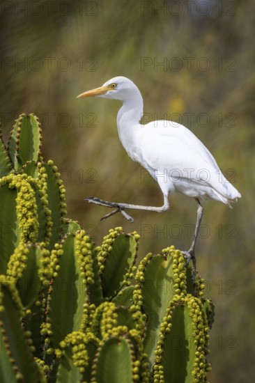 Cattle egret (Bubulcus ibis) on cactus hunting for flies, foraging, hunting, flowering cacti,