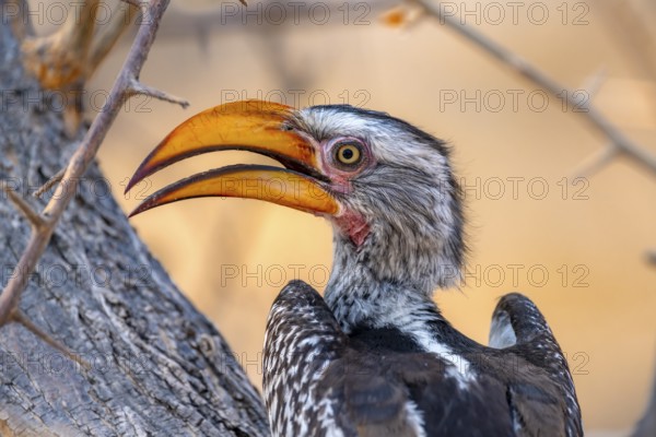 Red-ringed Hornbill (Tockus leucomelas), bird sitting on a tree trunk, animal portrait, Nxai Pan