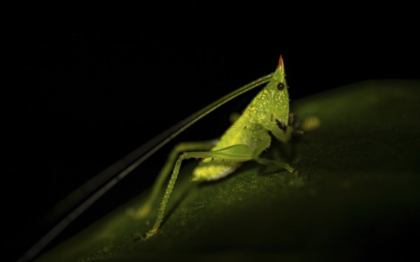 Green locust with horn, night, Costa Rica, Central America