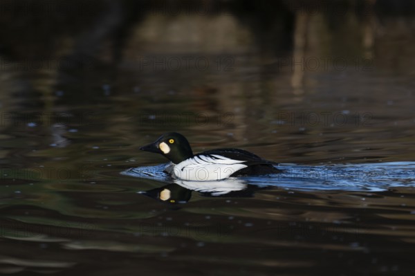 Common goldeneye (Bucephala clangula), Sweden, Europe
