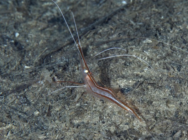 A reddish-brown shrimp with long antennae, unicorn shrimp (Plesionika narval), on the seabed in the