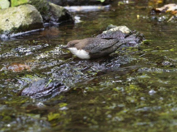 Common Dipper (Cinclus cinclus), adult bird walking through shallow water in a hill stream,
