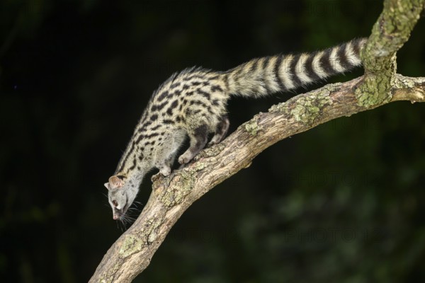 Common genet (Genetta genetta), climbing on a tree wildlife in a forest, Montseny National Park,