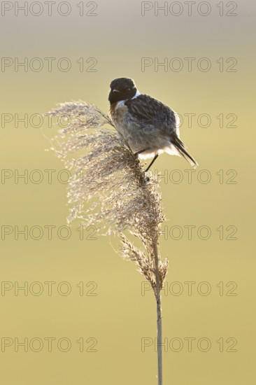 Stonechat (Saxicola rubicola), male sitting on reeds, Lake Neusiedl National Park, Seewinkel,