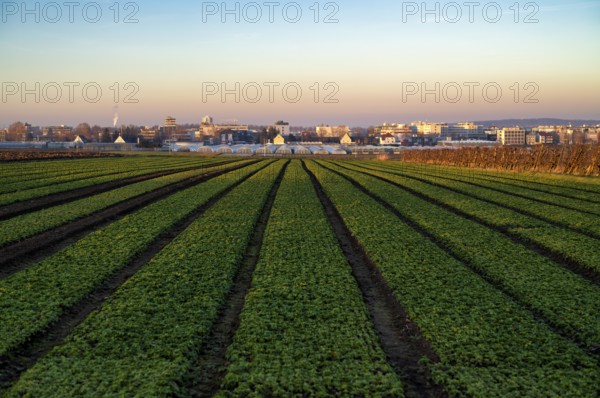 Agriculture cultivation of field lettuce, lamb's lettuce, on field, winter field, vegetables,