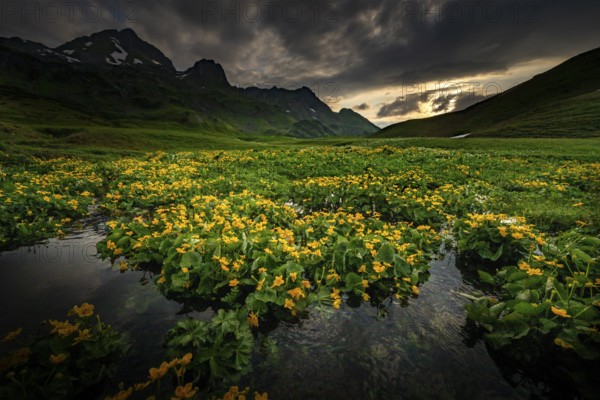Summit in the morning light with dramatic clouds and marsh marigolds (Caltha) with stream in the