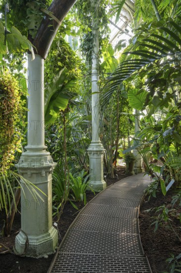 Narrow curved path made of iron plates leads through lush tropical vegetation, historic greenhouse,