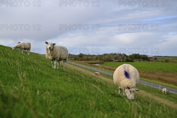 Sheep on a dyke, Pellworm Island, Schleswig-Holstein Wadden Sea National Park, North Frisia,