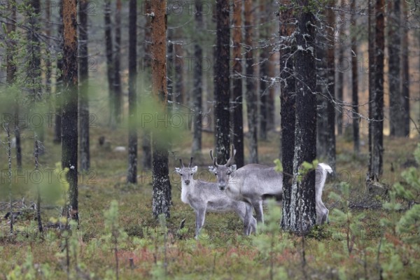 Reindeer (Rangifer tarandus) in the forest, Lapland, Finland, Europe