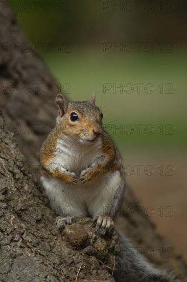 Grey squirrel (Sciurus carolinensis) adult animal on a tree trunk, England, United Kingdom, Europe