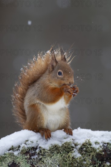 Red squirrel (Sciurus vulgaris) adult animal feeding on a nut on a tree branch covered in snow in
