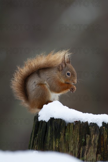 Red squirrel (Sciurus vulgaris) adult animal feeding on a nut on a tree stump covered in snow in