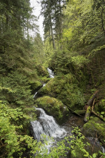 Moss-covered rocks and waterfall, Wutach Gorge, Bonndorf, Baden-Württemberg, Black Forest, Germany,