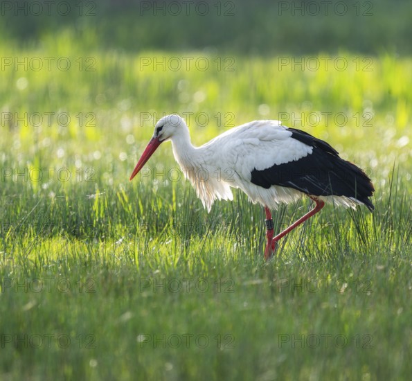 White stork (Ciconia ciconia) foraging in a meadow, spider threads on the grass, Lower Saxony,