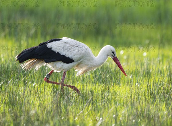 White stork (Ciconia ciconia) foraging in a meadow, spider threads on the grass, Lower Saxony,