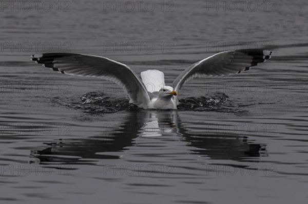 A gull spreads its wings over calm-looking grey water while its reflection is visible, Mew Gull