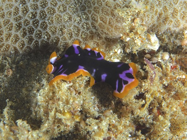 Flatworm with bright colours, yellow-black whirlpool worm (Pseudoceros), on the sandy seabed, dive